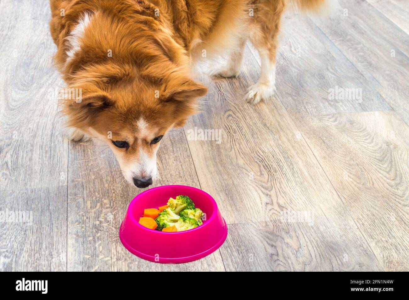 Ritratto di un cane zenzero da una ciotola rosa con broccoli e carote. Concetto di alimentazione di un cane con cibo naturale Foto Stock