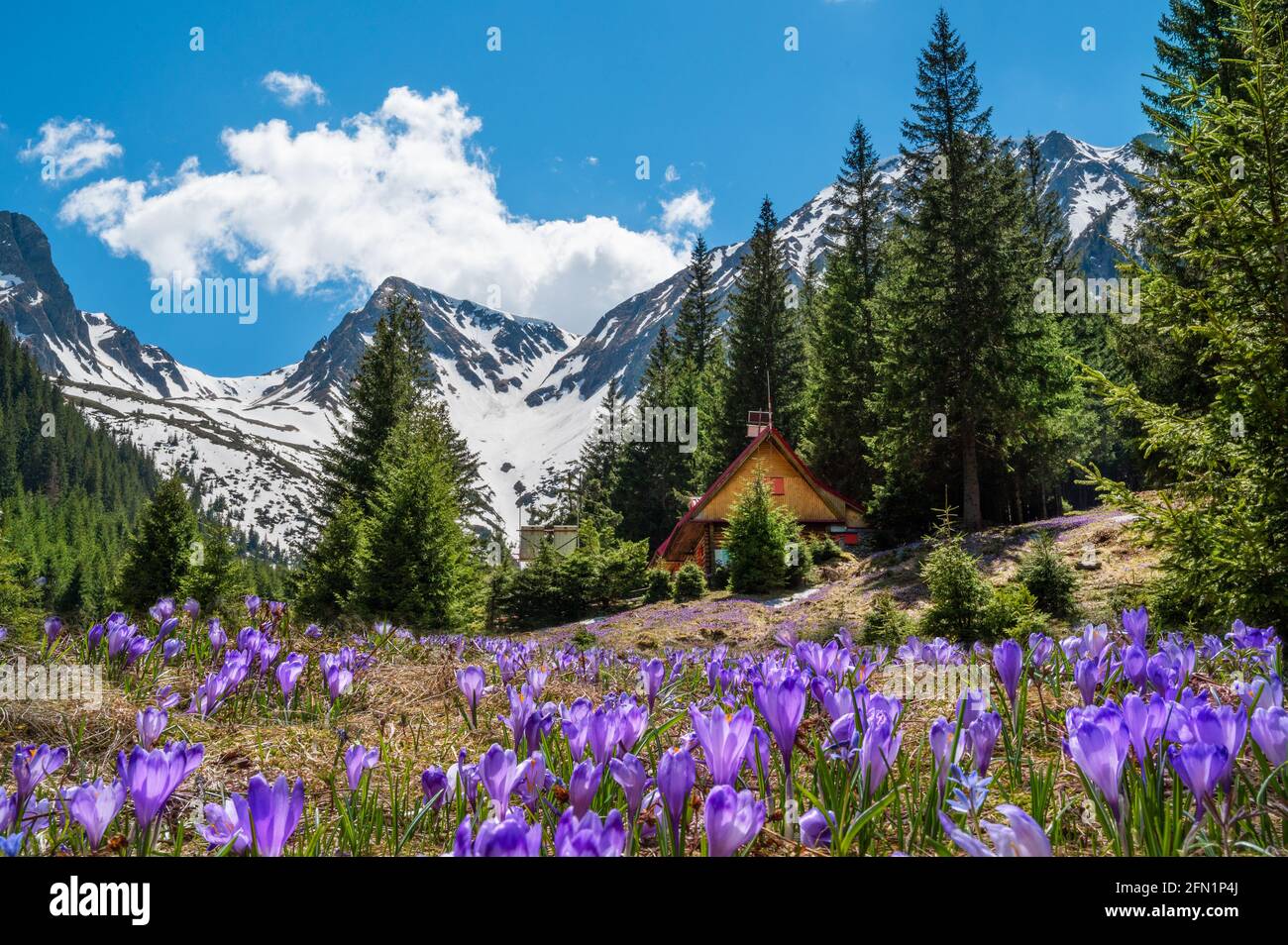 Vista panoramica sulla valle di Sambetei in primavera con viola Fiori di crocus e cime di montagna della catena Fagaras Foto Stock