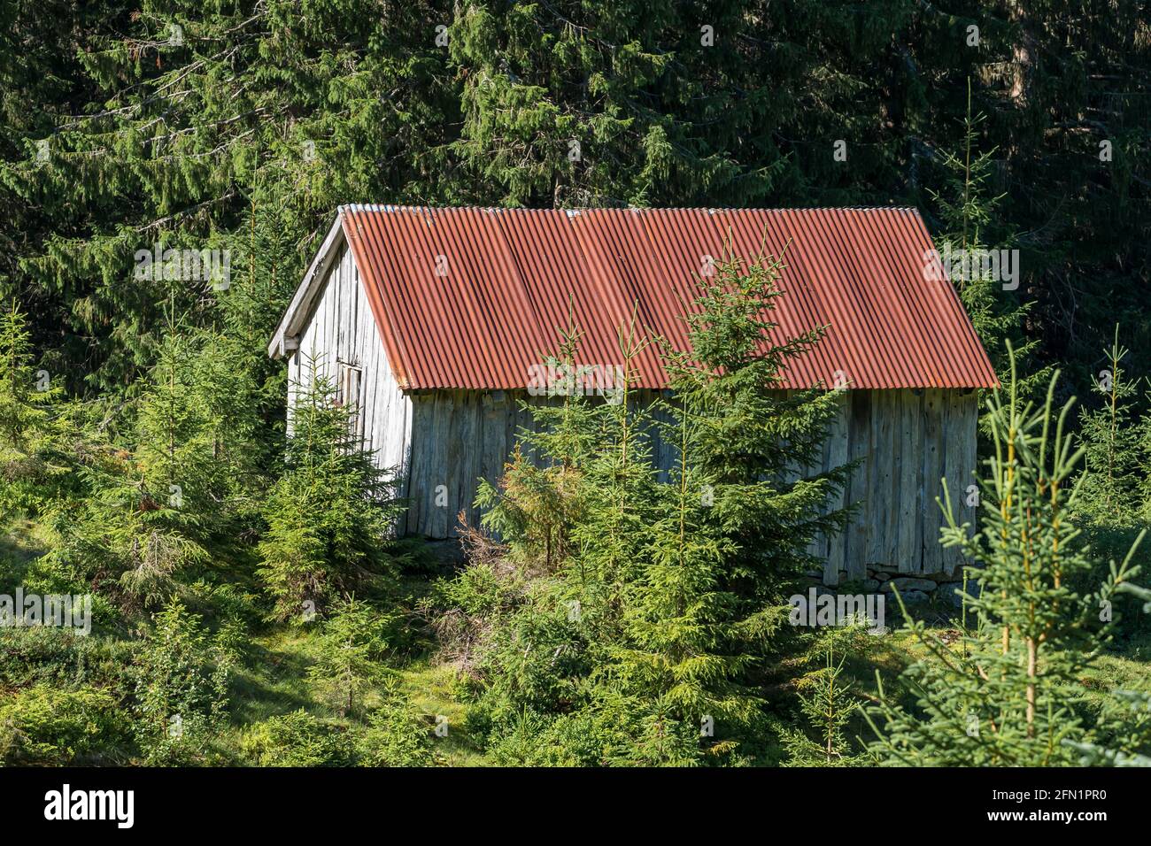 FLO, NORVEGIA - 2020 AGOSTO 10. Cottage norvegese nella foresta Foto Stock