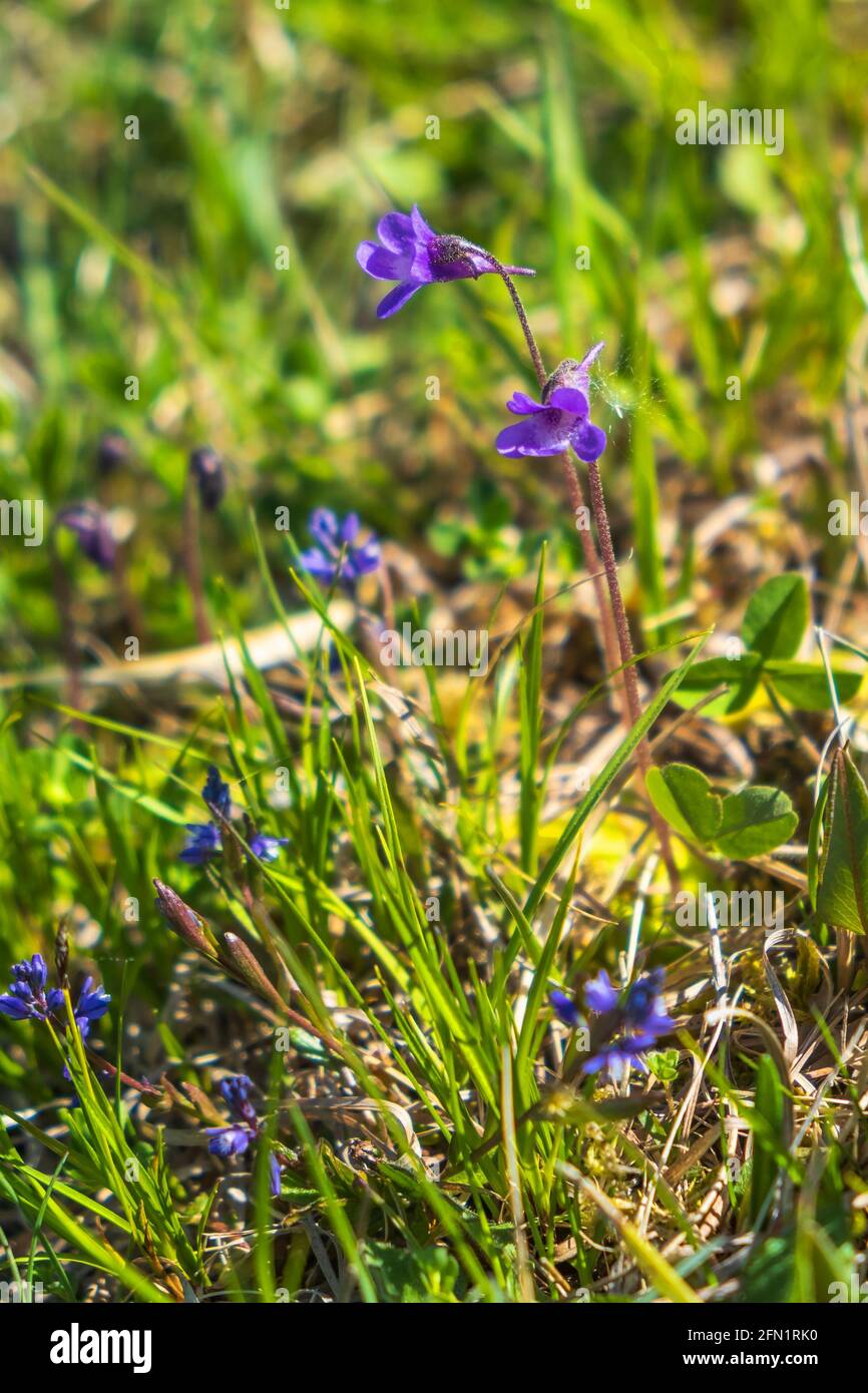 Fiori Butterwort in fiore su un prato al sole Foto Stock