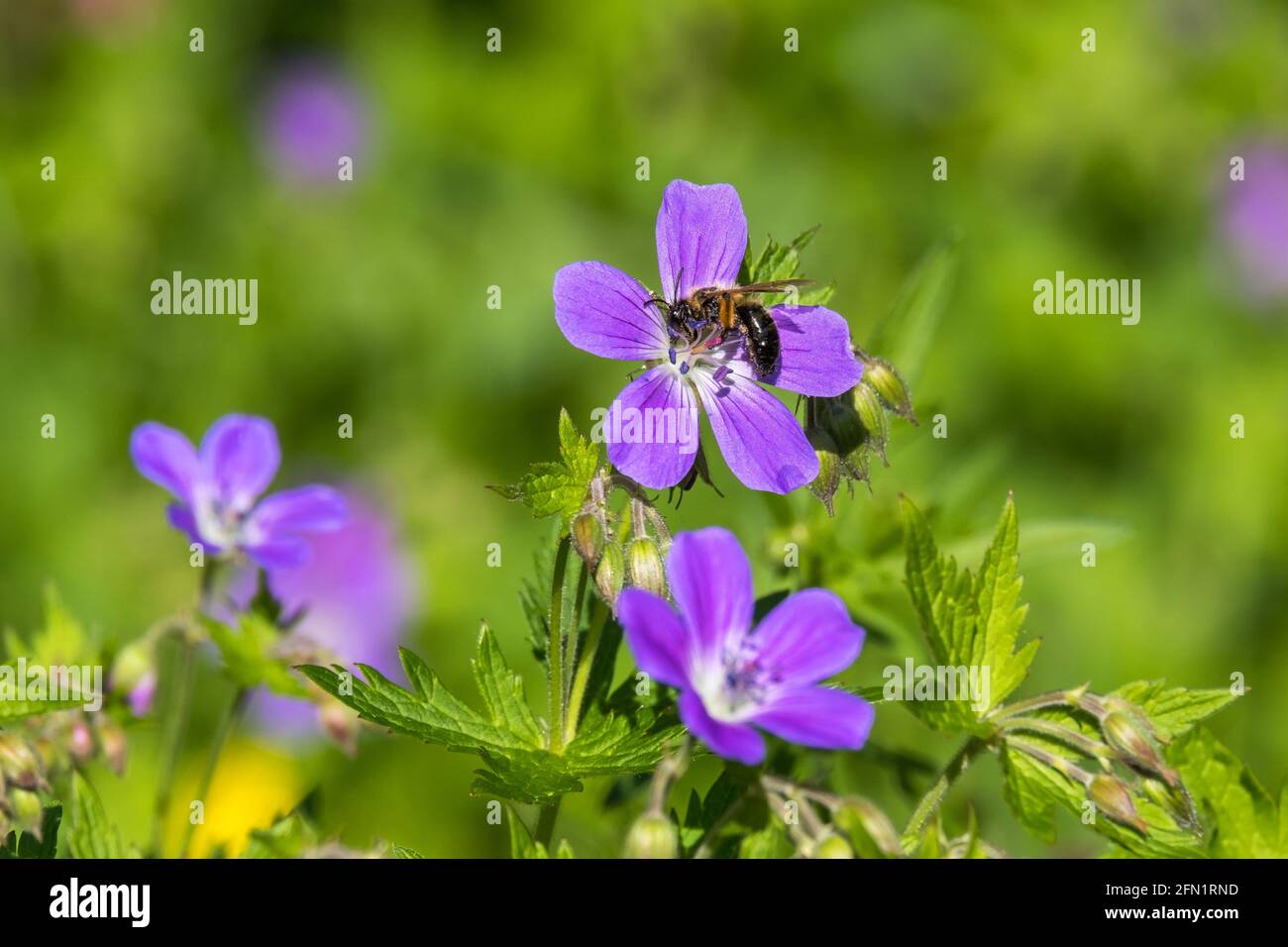 Ape che impollinano un legno di fiori di mirtina su un prato Foto Stock