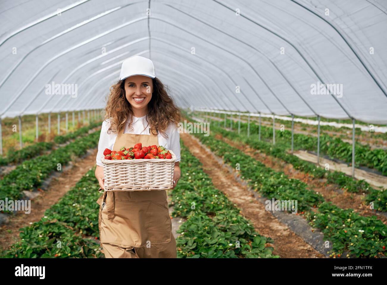 Vista frontale della lavoratrice che indossa un cappello bianco e un grembiule sta tenendo un grande cesto di fragole. La brunetta riccia sta raccogliendo fragole in serra e sorridendo . Concetto di frutta naturale. Foto Stock