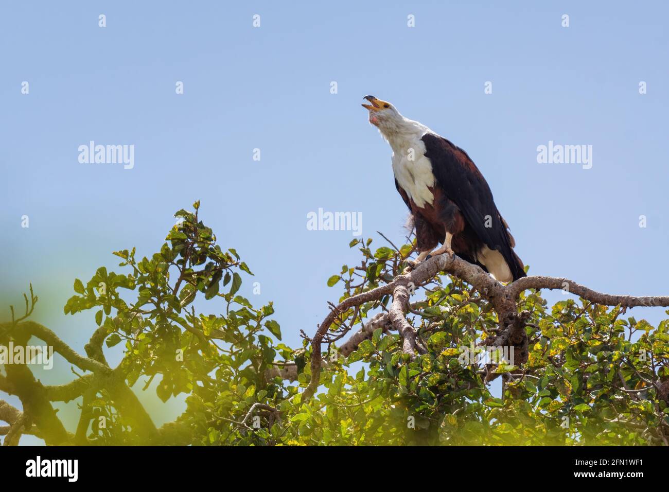 Pesce africano-aquila - Haliaeetus vocifer, bellissimo grande uccello di preda provenienti da boschi africani, laghi e acque aperte, lago Ziway, Etiopia. Foto Stock