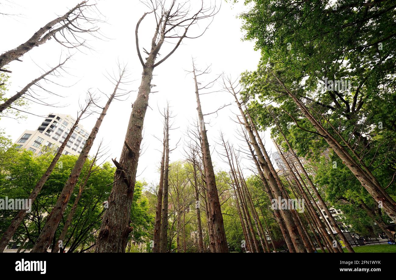 New York City, New York, 13 maggio 2021: Ghost Forest, un'installazione sensibile del sito dell'artista e designer Maya Lin, nel Madison Square Park di New York il giorno della sua apertura al pubblico. L'installazione è composta da quarantanove alberi di cedro bianchi dell'Atlantico, vittime dell'inondazione di acqua salata, è intesa come simbolo della devastazione del cambiamento climatico e chiamata ad un'azione individuale. L'installazione sarà in mostra fino a novembre e una varietà di programmi educativi e di sensibilizzazione correlati Credit: Adam Stoltman/Alamy Live News Foto Stock