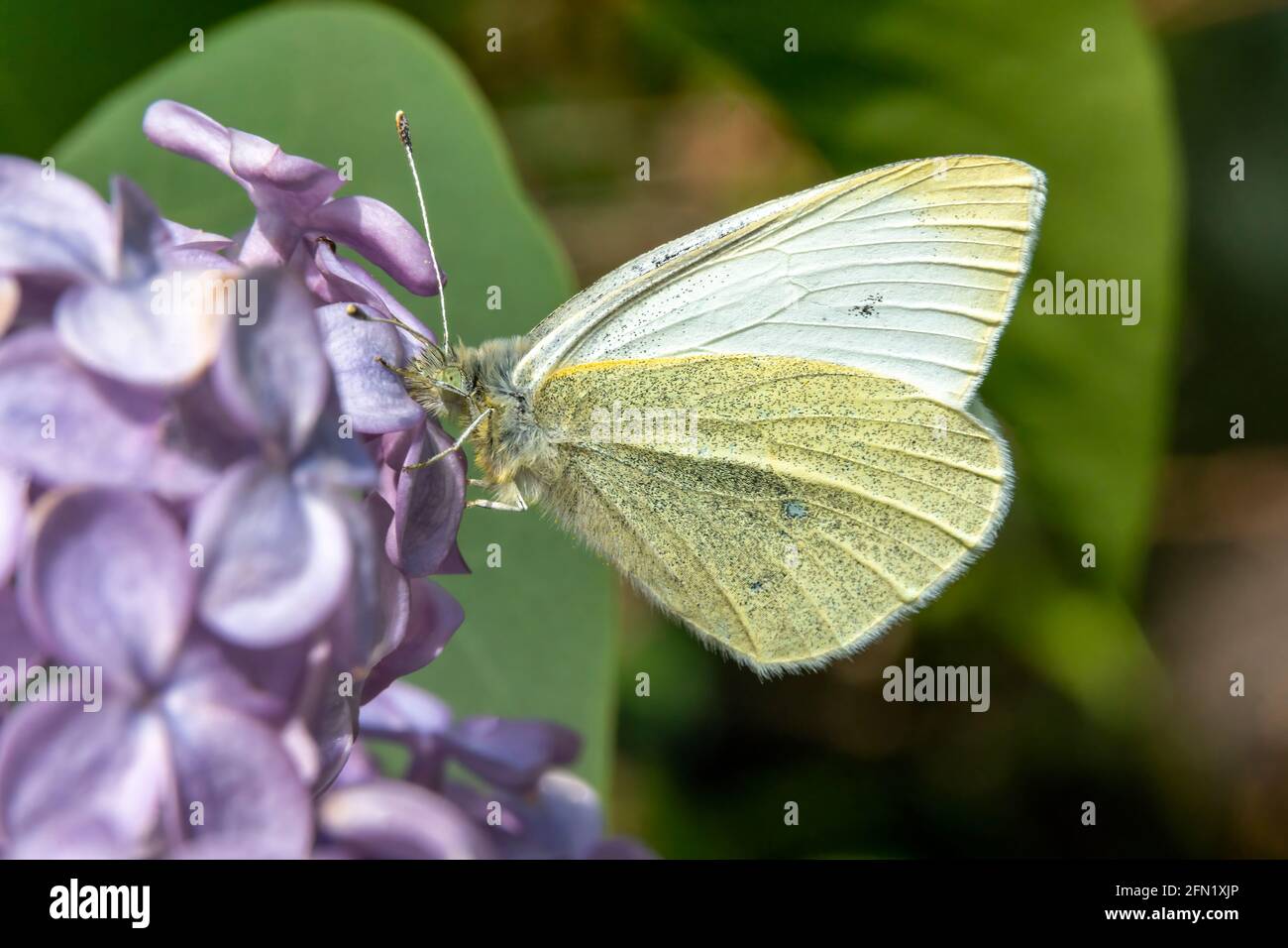 Farfalla bianca di cavolo (Pieris rapae) che si nutra in primavera su fiore viola lilla arbusto fiore, foto stock Foto Stock