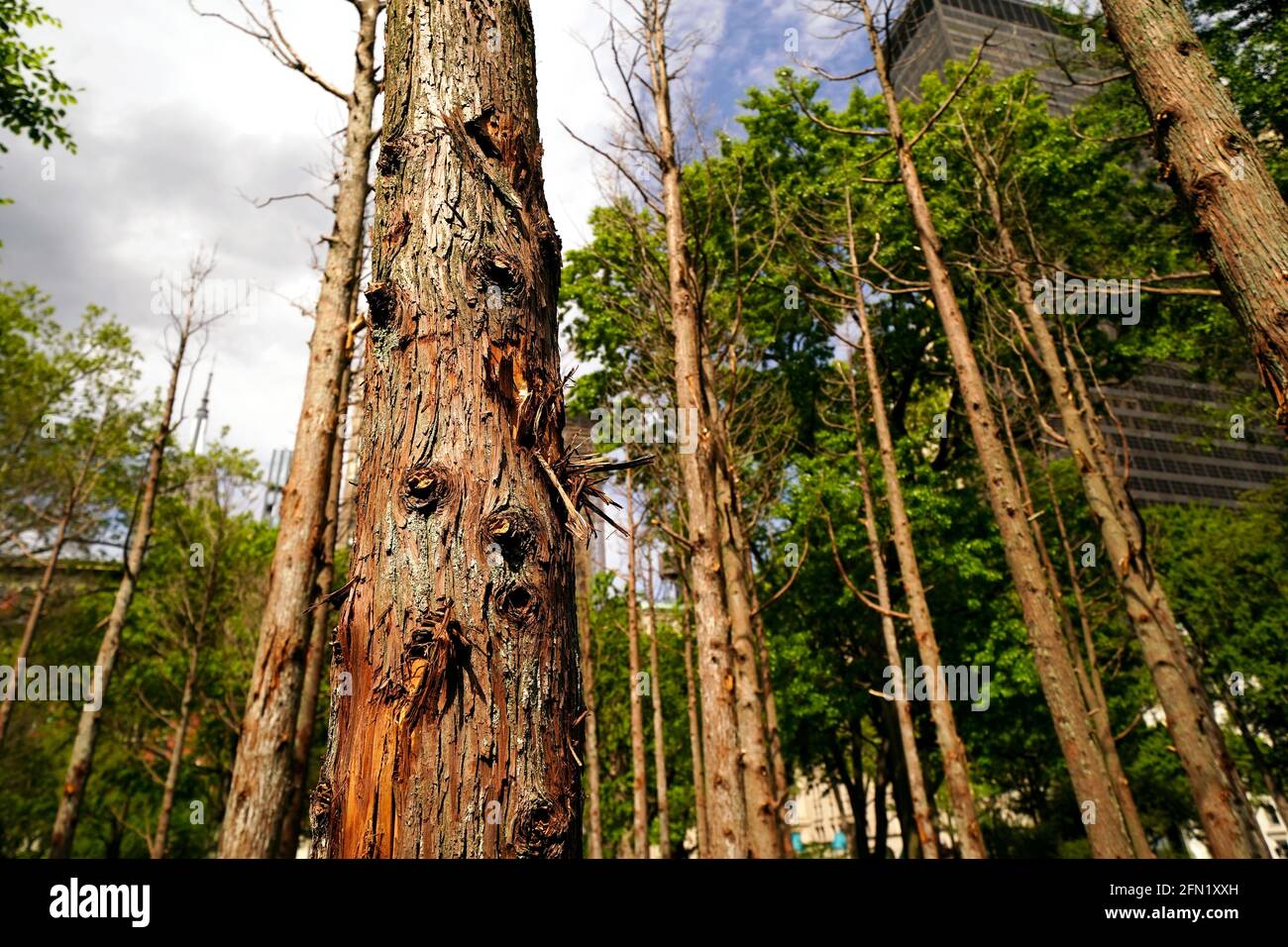 New York City, New York, 13 maggio 2021: Ghost Forest, un'installazione sensibile del sito dell'artista e designer Maya Lin, nel Madison Square Park di New York il giorno della sua apertura al pubblico. L'installazione è composta da quarantanove alberi di cedro bianchi dell'Atlantico, vittime dell'inondazione di acqua salata, è intesa come simbolo della devastazione del cambiamento climatico e chiamata ad un'azione individuale. L'installazione sarà in mostra fino a novembre e una varietà di programmi educativi e di sensibilizzazione correlati Credit: Adam Stoltman/Alamy Live News Foto Stock