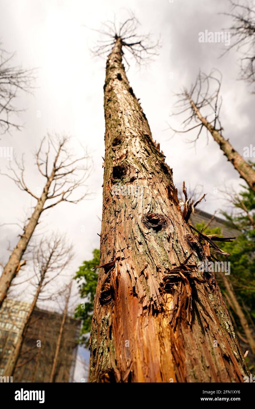 New York City, New York, 13 maggio 2021: Ghost Forest, un'installazione sensibile del sito dell'artista e designer Maya Lin, nel Madison Square Park di New York il giorno della sua apertura al pubblico. L'installazione è composta da quarantanove alberi di cedro bianchi dell'Atlantico, vittime dell'inondazione di acqua salata, è intesa come simbolo della devastazione del cambiamento climatico e chiamata ad un'azione individuale. L'installazione sarà in mostra fino a novembre e una varietà di programmi educativi e di sensibilizzazione correlati Credit: Adam Stoltman/Alamy Live News Foto Stock