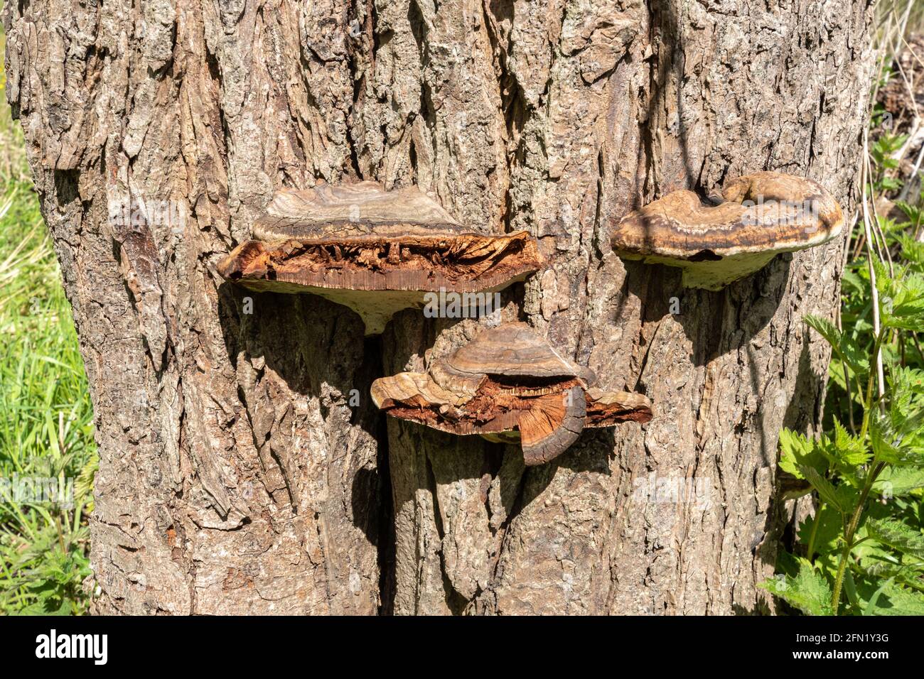 Salice staffa funghi (Phellinus igniarius) su tronco di salice, Regno Unito Foto Stock