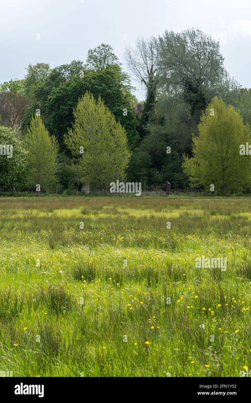 Vista attraverso la Riserva Naturale di Iffley Meadows e SSSI, antichi prati umidi vicino al Tamigi a Oxford, Inghilterra, Regno Unito Foto Stock
