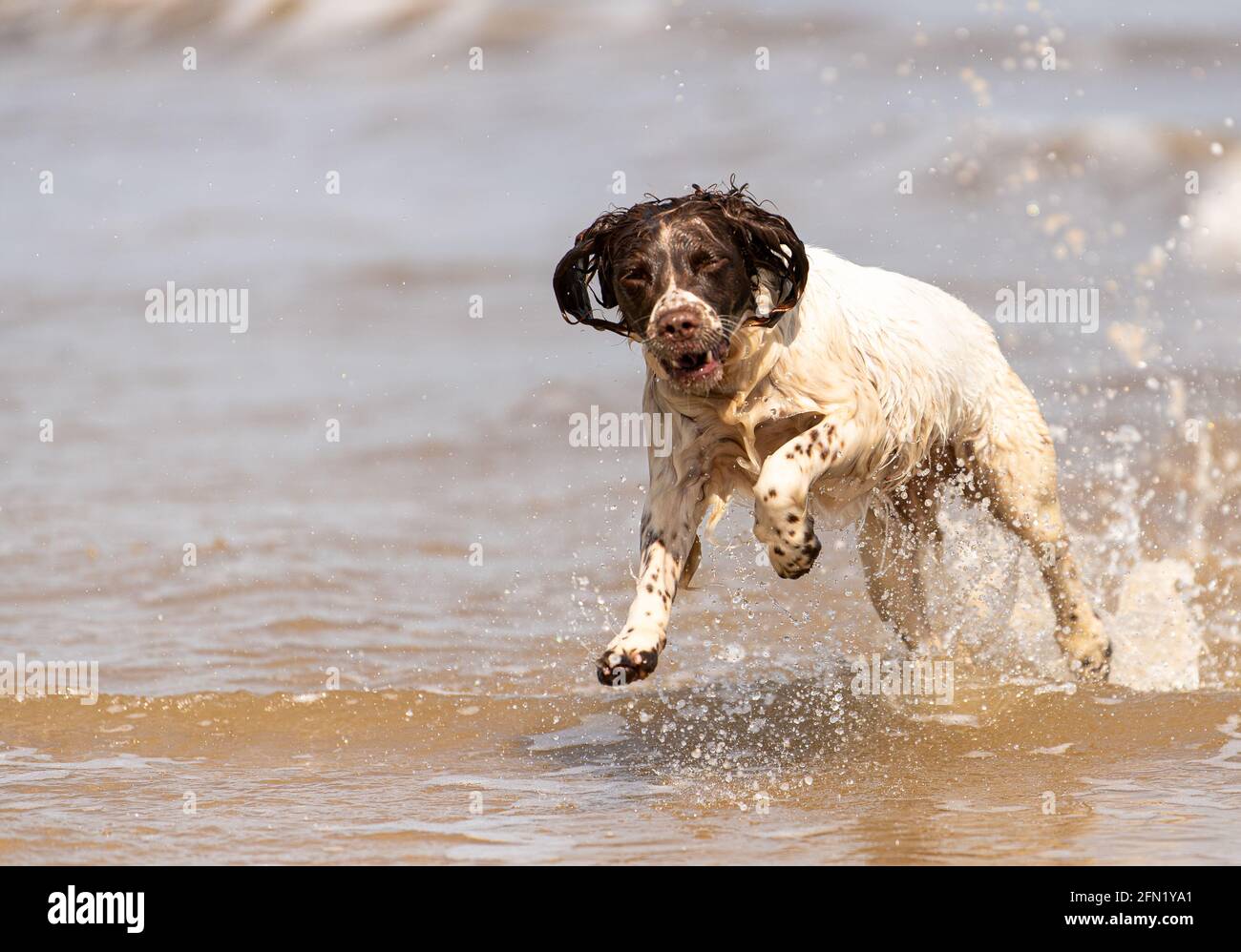Welsh Springer sulla spiaggia Foto Stock
