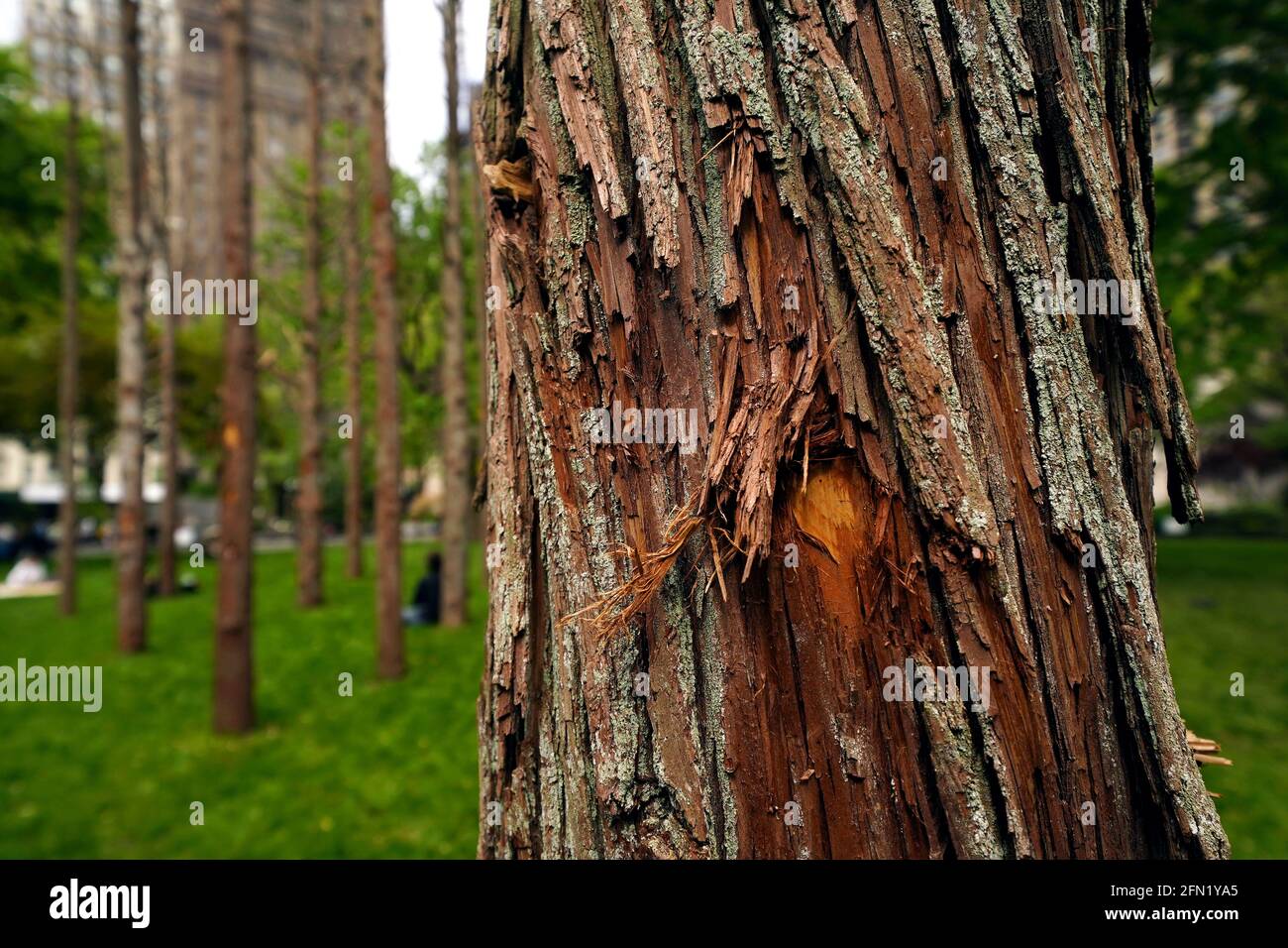 New York City, New York, 13 maggio 2021: Ghost Forest, un'installazione sensibile del sito dell'artista e designer Maya Lin, nel Madison Square Park di New York il giorno della sua apertura al pubblico. L'installazione è composta da quarantanove alberi di cedro bianchi dell'Atlantico, vittime dell'inondazione di acqua salata, è intesa come simbolo della devastazione del cambiamento climatico e chiamata ad un'azione individuale. L'installazione sarà in mostra fino a novembre e una varietà di programmi educativi e di sensibilizzazione correlati Credit: Adam Stoltman/Alamy Live News Foto Stock