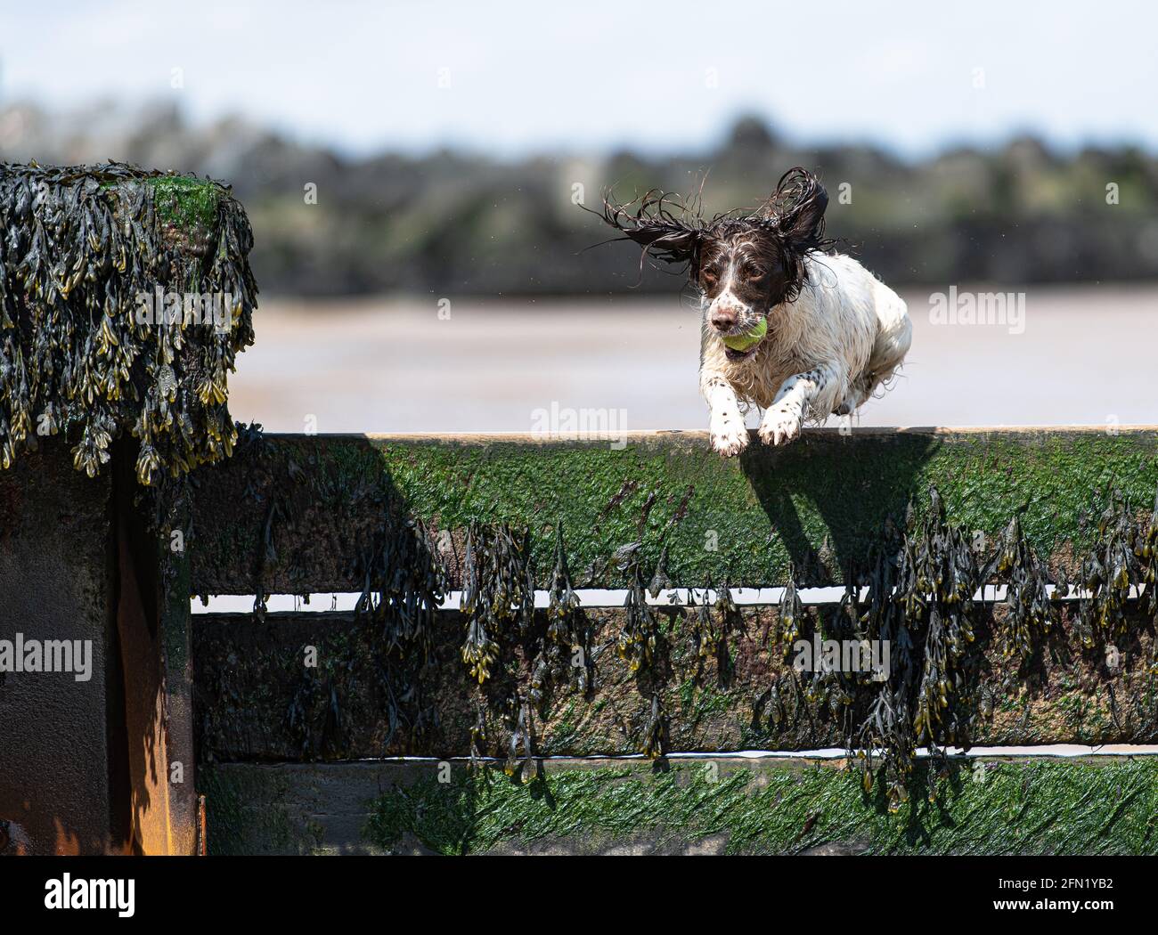 Welsh Springer sulla spiaggia Foto Stock