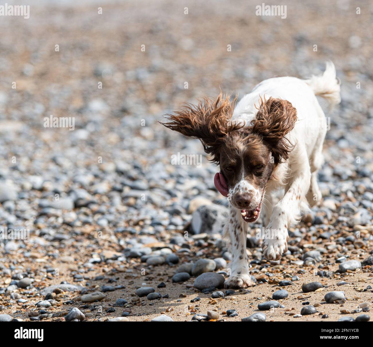 Welsh Springer sulla spiaggia Foto Stock