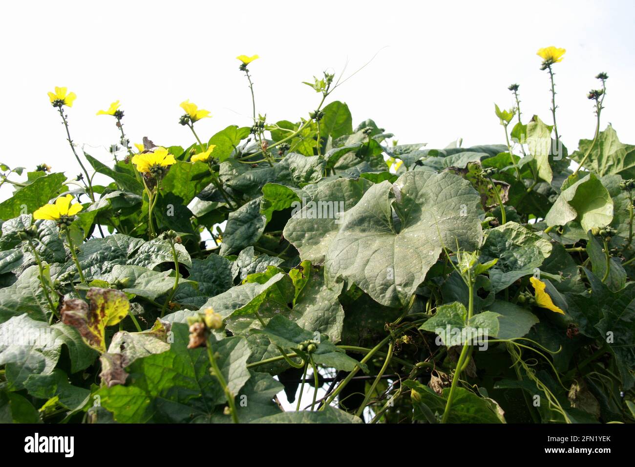 Vite da zucca ornamentale in fiore Foto Stock