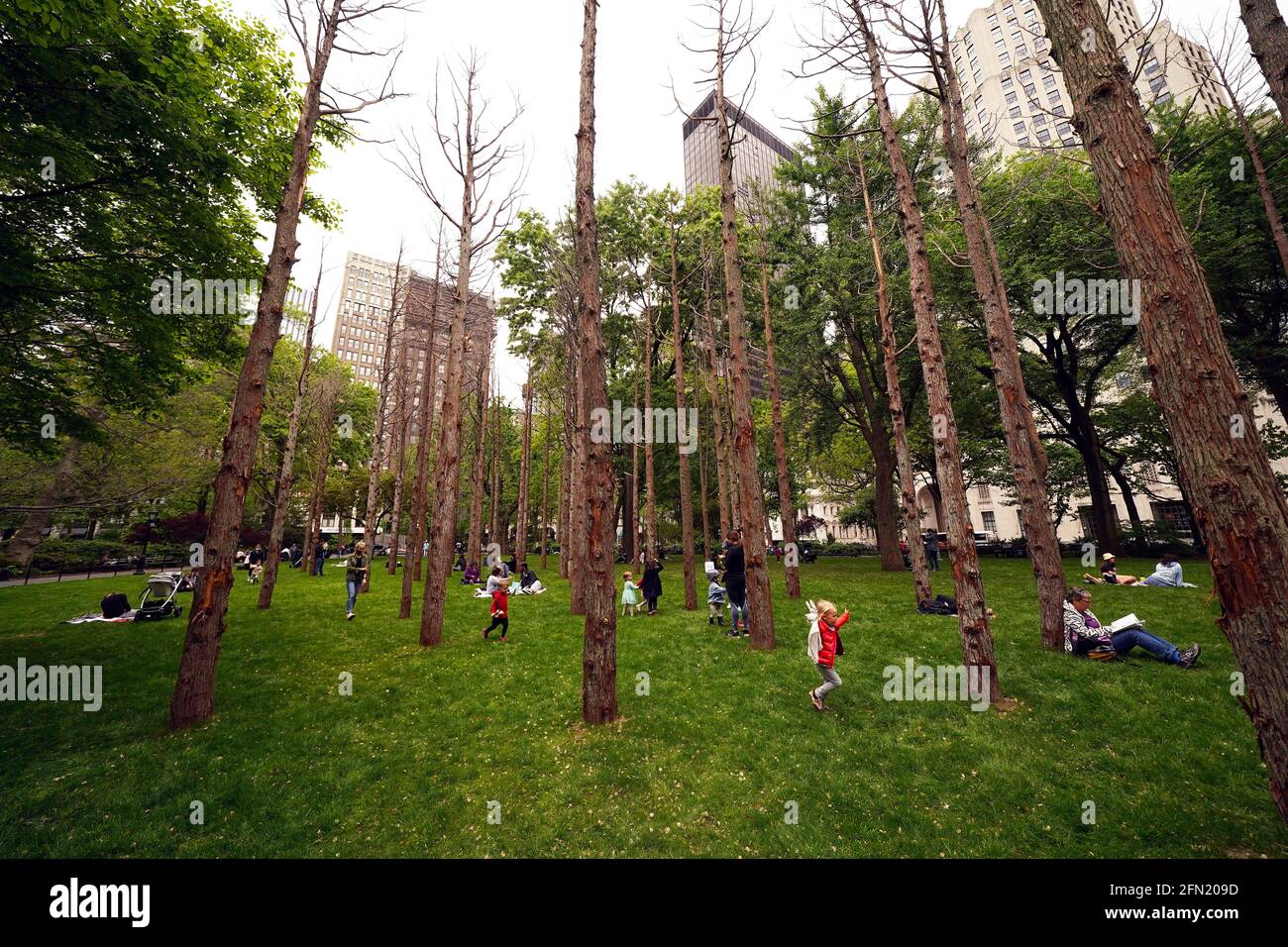 New York City, New York, 13 maggio 2021: Bambini piccoli che giocano tra la Ghost Forest, un'installazione sensibile del sito dell'artista e designer Maya Lin, nel Madison Square Park di New York il giorno della sua apertura al pubblico. L'installazione consiste di quarantanove alberi di cedro bianchi dell'Atlantico, vittime dell'inondazione di acqua salata, è destinata ad essere un simbolo sia della devastazione del cambiamento climatico e della perdita di foreste in tutto il mondo, e di appello ad un'azione individuale. Credit: Adam Stoltman/Alamy Live News Foto Stock