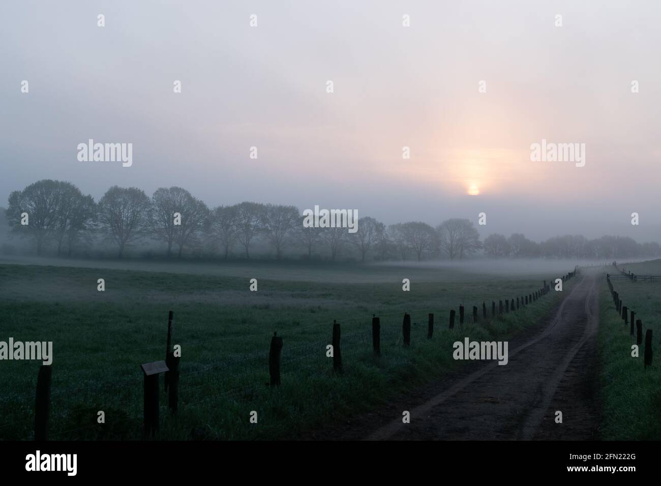 Percorso tra due paesaggi di erba, Foggy mattina alba al paesaggio olandese prato a Groesbeek, i Paesi Bassi Foto Stock