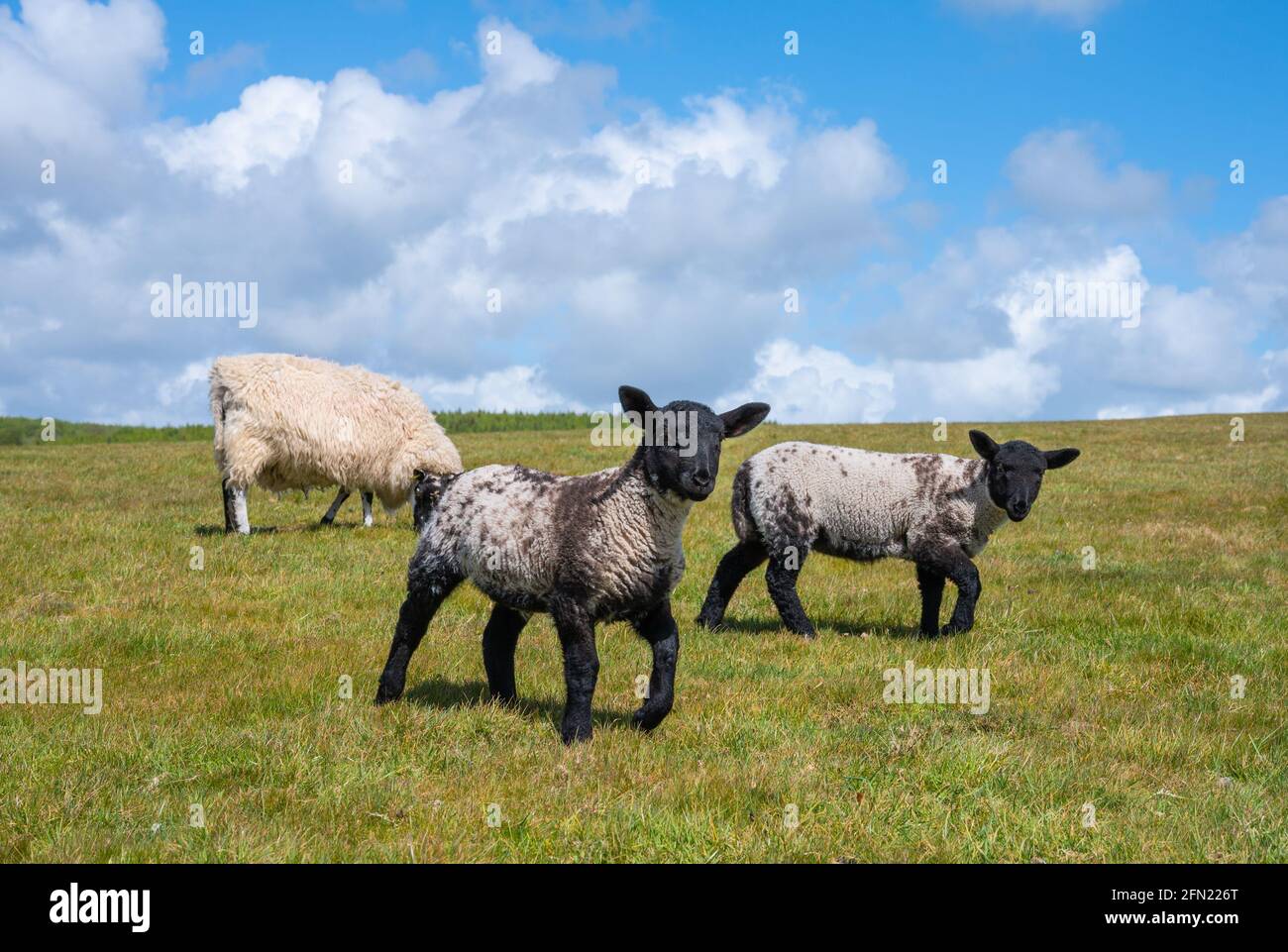 Coppia di agnelli primaverili con una pecora (Ovis aries) sull'erba in un campo in primavera nel Parco Nazionale di Arundel sul South Downs in West Sussex, Inghilterra, Regno Unito. Foto Stock