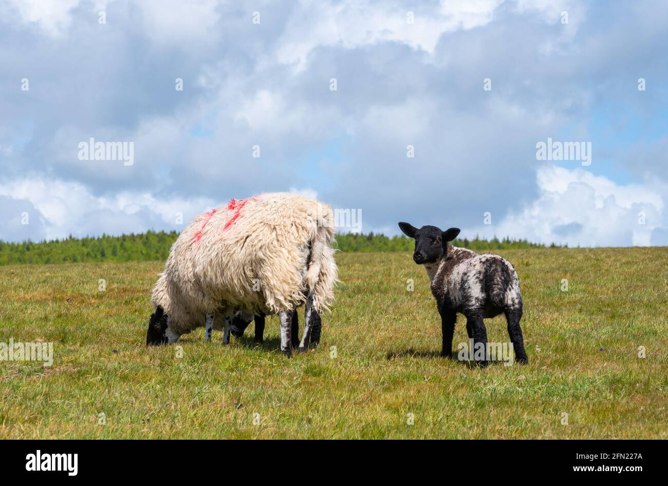 Pecora e agnello (Ovis aries) che pascolano sull'erba in un campo in primavera nel Parco Nazionale di Arundel sul South Downs nel Sussex occidentale, Inghilterra, Regno Unito. Foto Stock