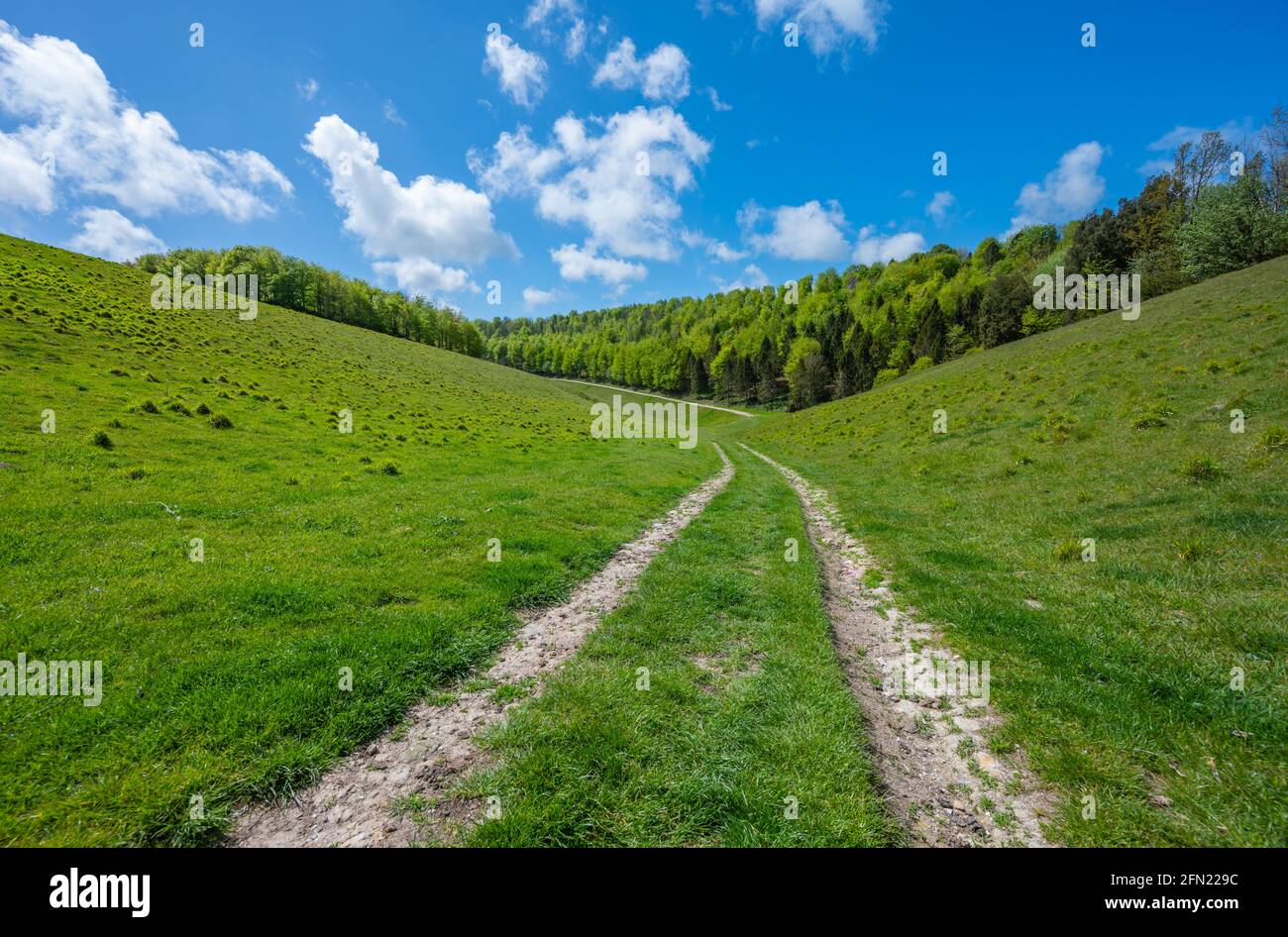 Country path, parte della strada di Monarch in Arundel Park (Norfolk Estate), South Downs National Park in primavera ad Arundel, West Sussex, Inghilterra, Regno Unito. Foto Stock