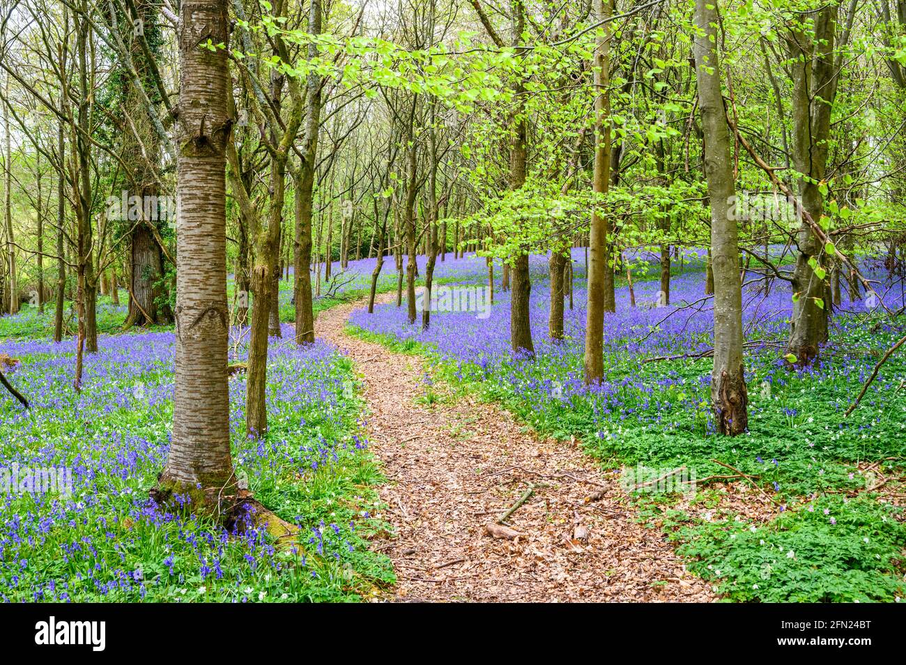 Un sentiero passa attraverso boschi con il pavimento della foresta coperto di bluebells vicino a Walstead nel Sussex occidentale, Inghilterra. Foto Stock