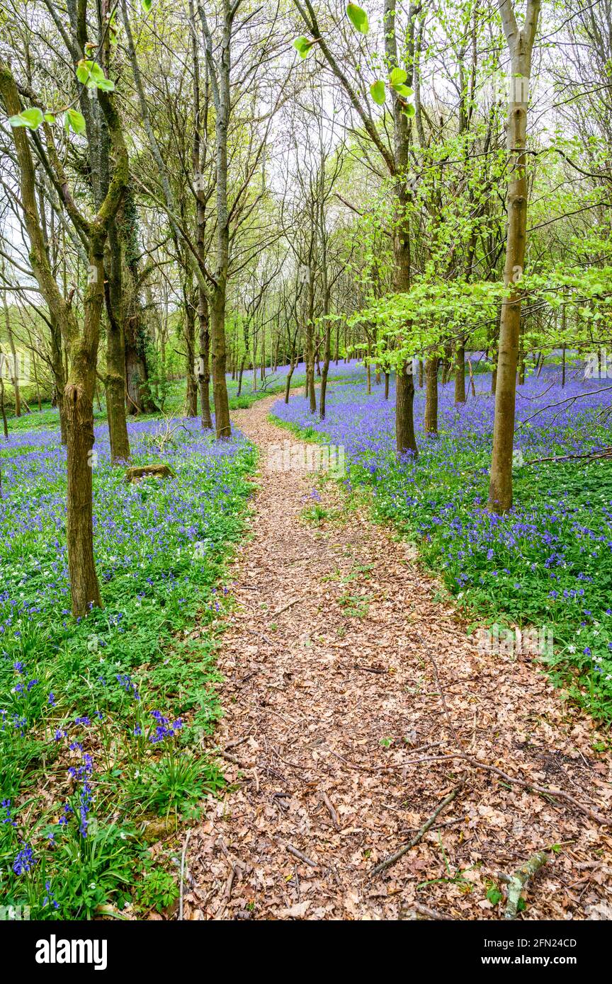 Un sentiero passa attraverso boschi con il pavimento della foresta coperto di bluebells vicino a Walstead nel Sussex occidentale, Inghilterra. Foto Stock