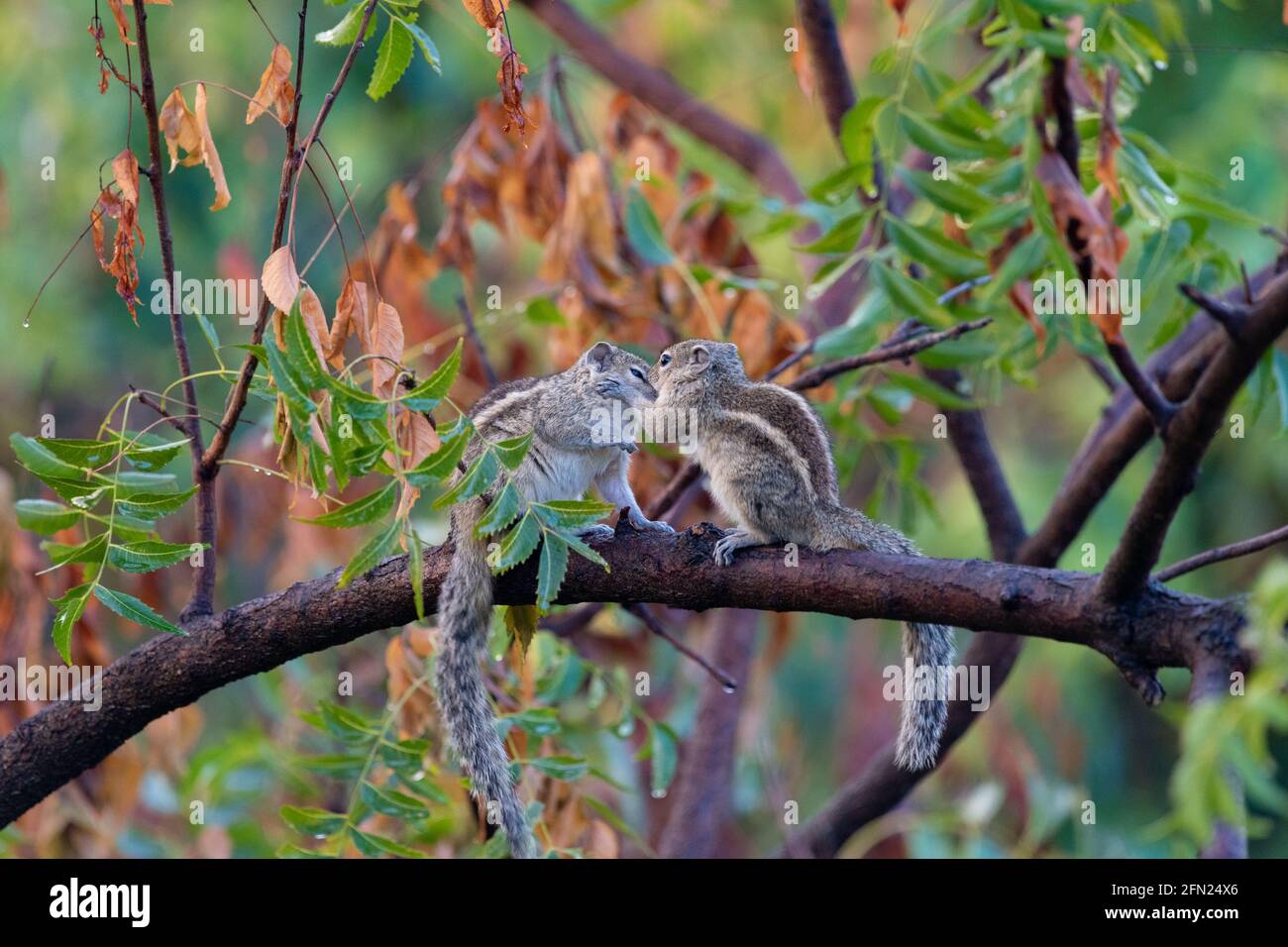 Due scoiattoli si baciano e si prendono cura su un ramo di un albero Foto Stock