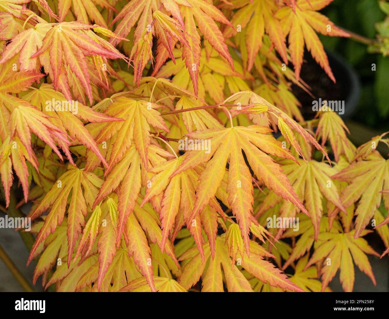 Le nuove foglie primaverili giallo arancio brillante di Acer palmatum Sogno arancione Foto Stock