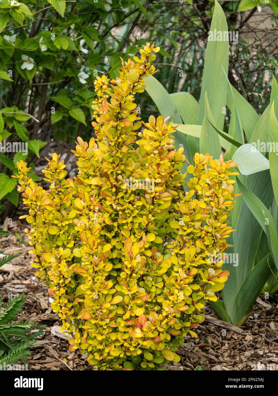 Il fogliame primaverile dorato e luminoso di Berberis thunbergii 'Golden Razzo' Foto Stock