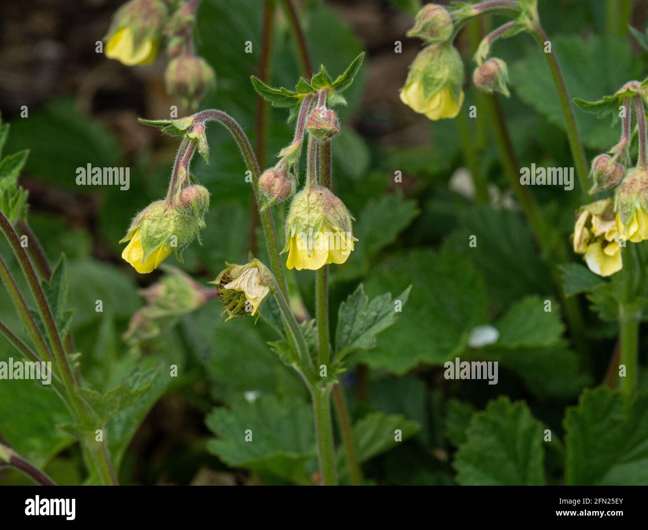 Un primo piano dei fiori gialli appesi a forma di campana Di Geum x intermedium Foto Stock