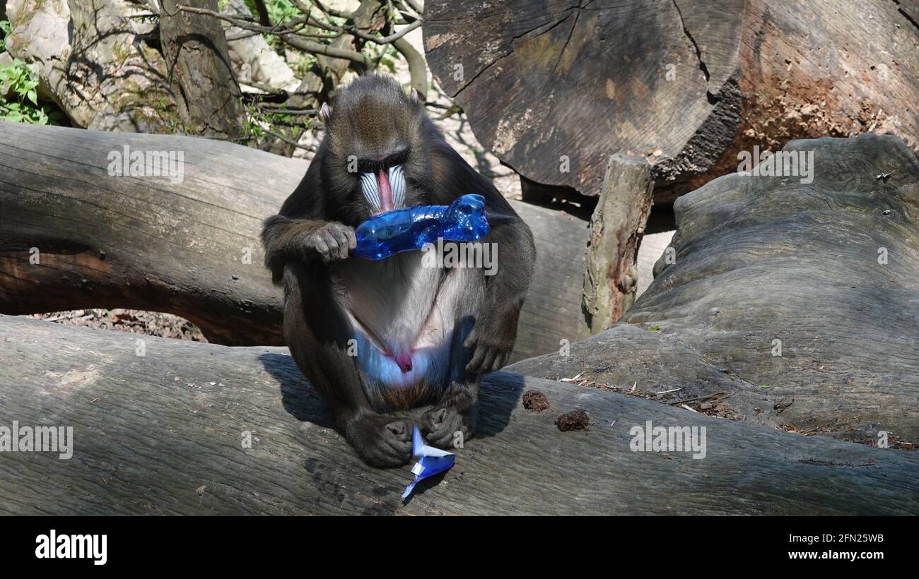 Mandrill ride seduto su un tronco di albero e studiare un flacone di plastica Foto Stock