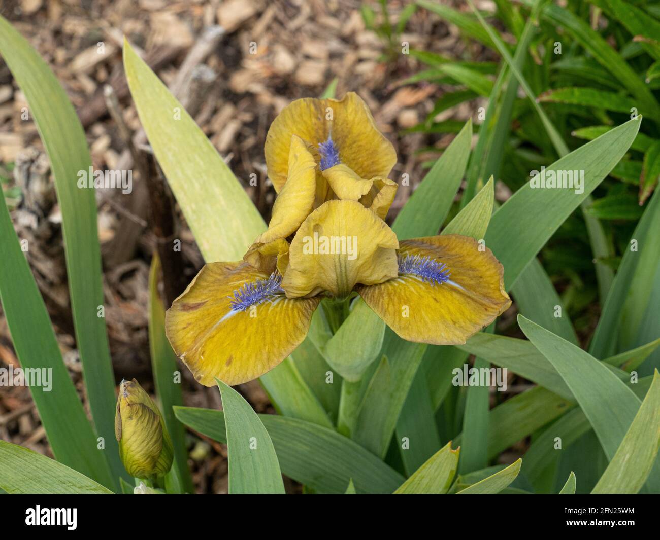 Un primo piano di un singolo fiore del crepuscolo Iris Principe nana gialla Foto Stock