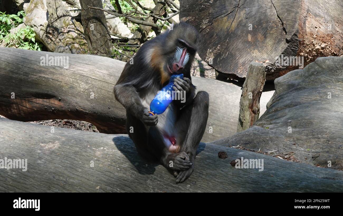 Mandrill ride seduto su un tronco di albero e studiare un flacone di plastica Foto Stock