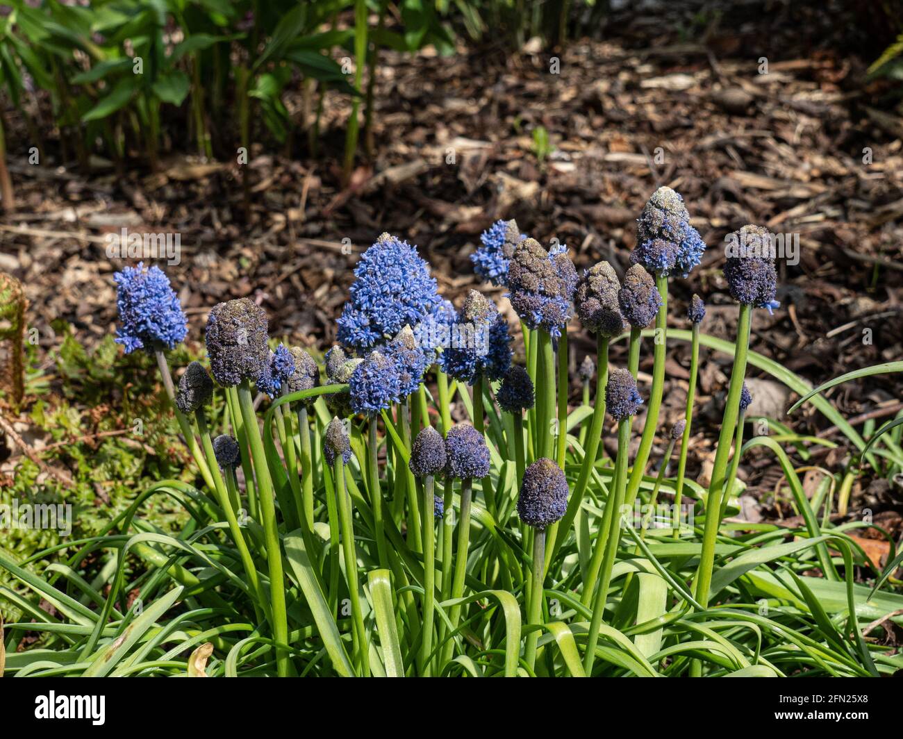 Un gruppo di fiori dell'insolito aspetto muscari armeniacum Foto Stock