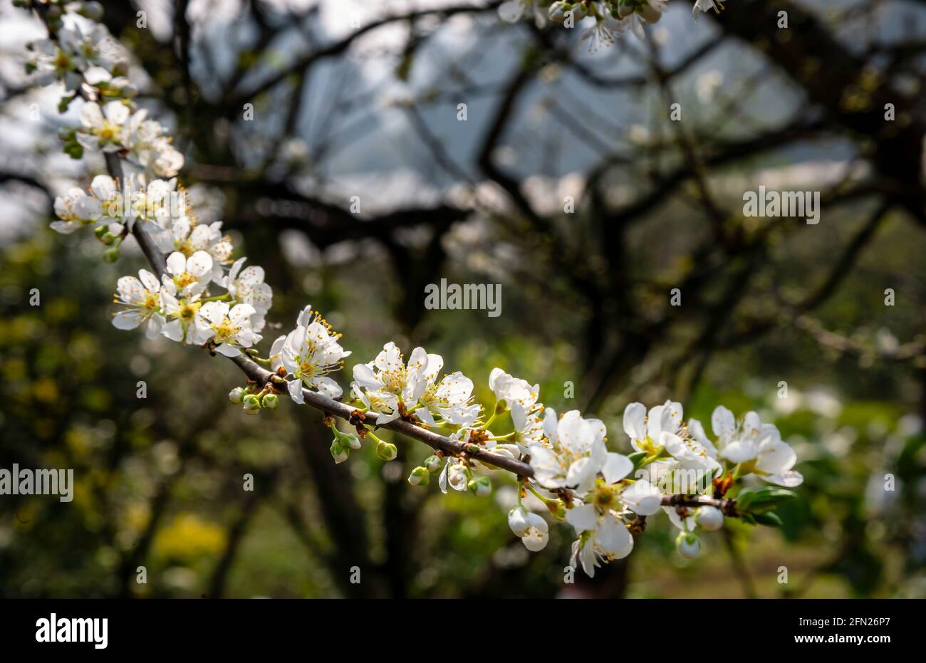 Bellissimi fiori bianchi di prugne nella valle delle prugne di Naka a Moc Chau, Vietnam Foto Stock