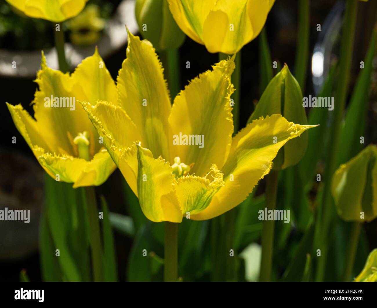 Un gruppo di fiori verde limone e lime di Il tulipano viridiflora 'Green Mile' Foto Stock