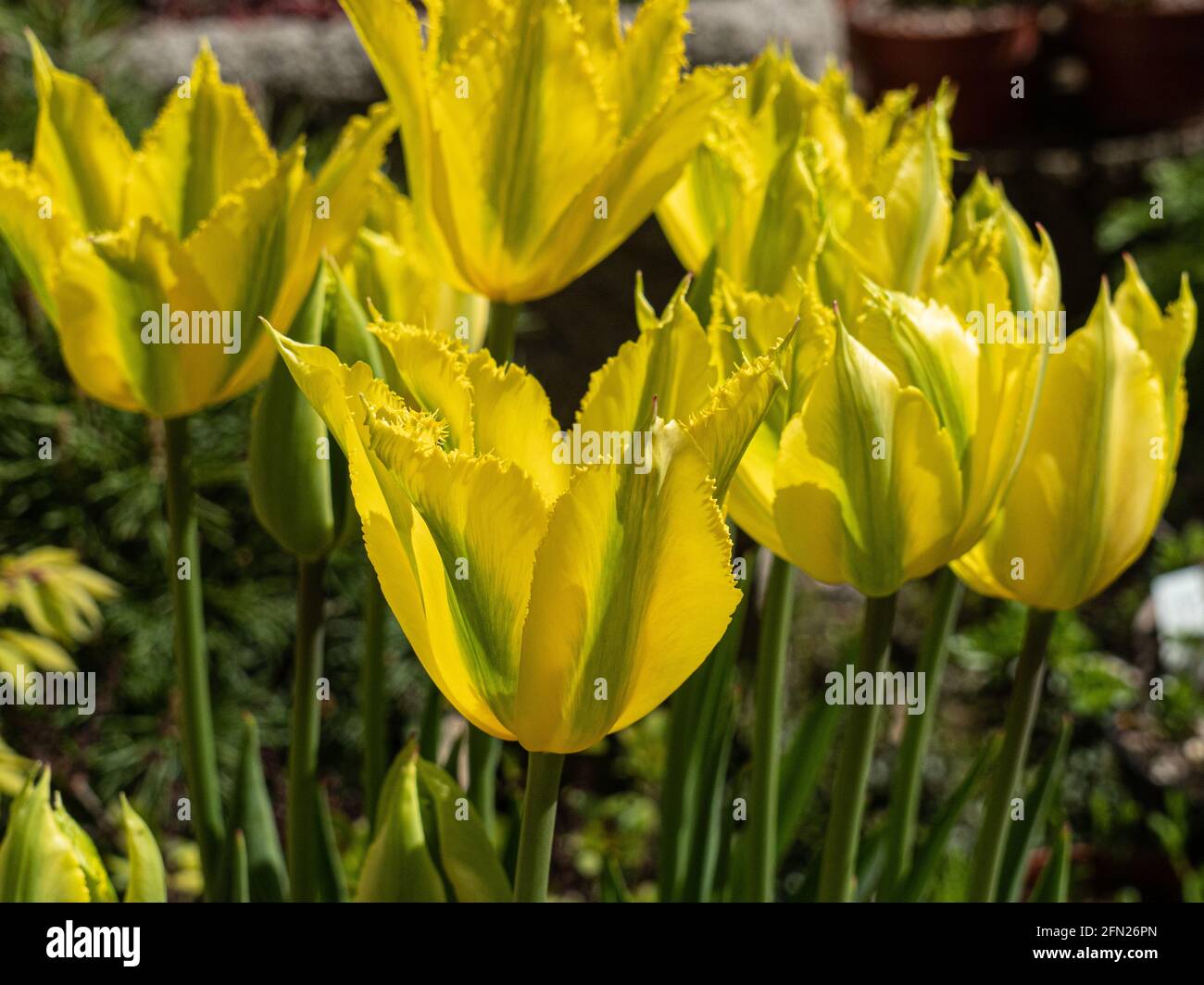Un gruppo di fiori verde limone e lime di Il tulipano viridiflora 'Green Mile' Foto Stock