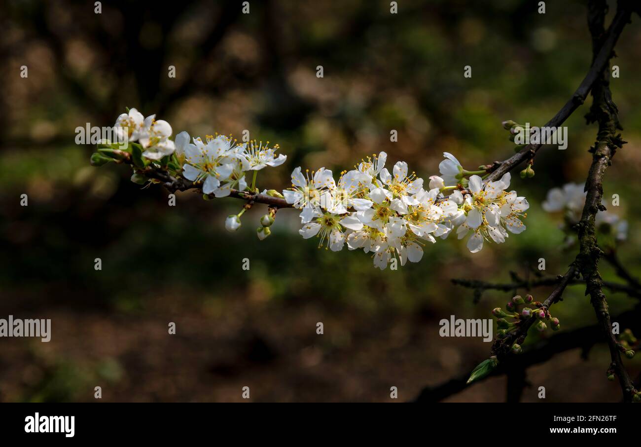 Bellissimi fiori bianchi di prugne nella valle delle prugne di Naka a Moc Chau, Vietnam Foto Stock