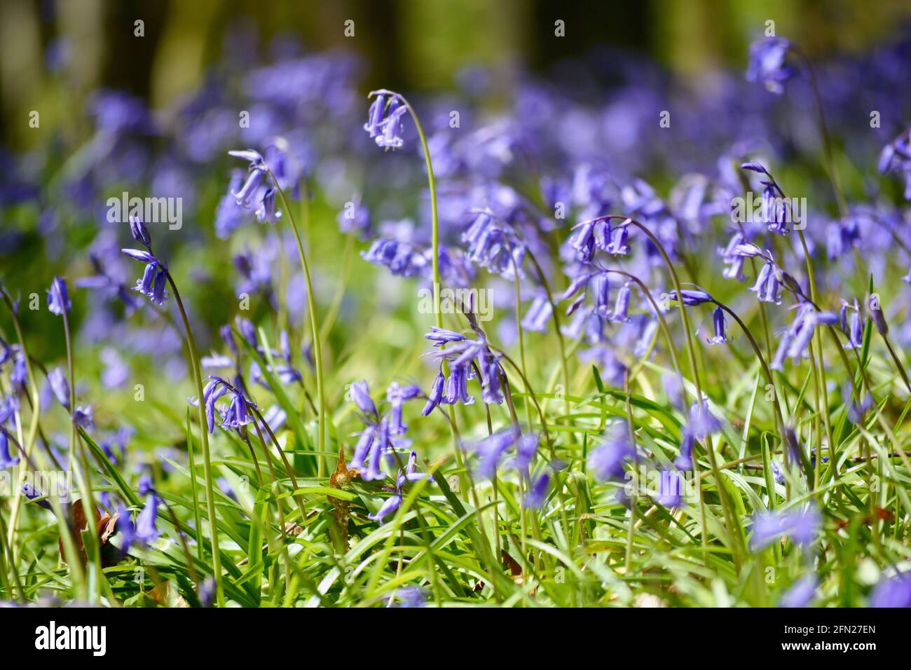 Bluebell Woods, il luogo perfetto per passeggiare in primavera con un tappeto di fiori blu ovunque si guardi. Foto Stock