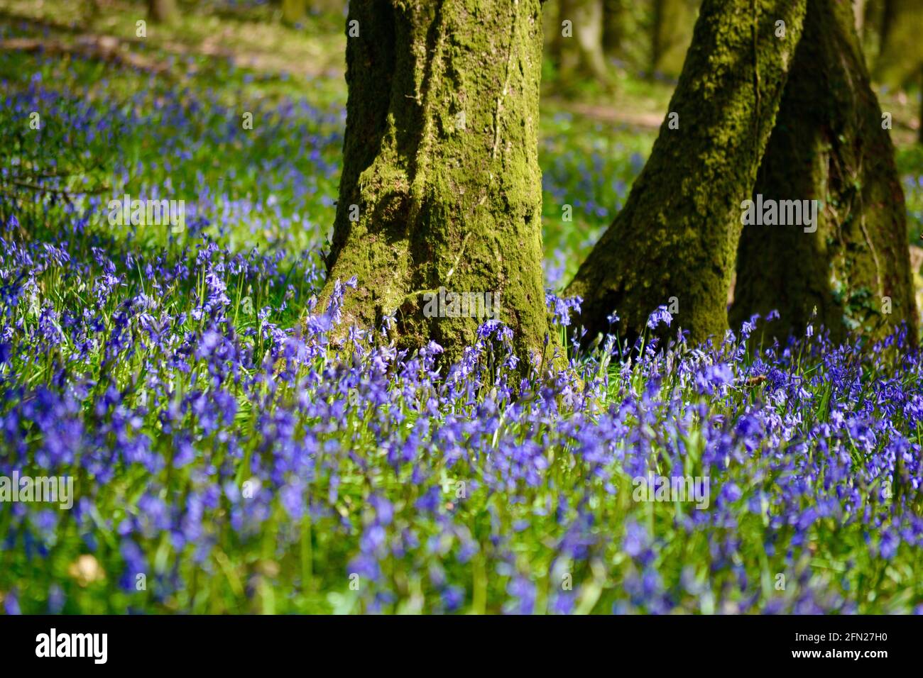 Bluebell Woods, il luogo perfetto per passeggiare in primavera con un tappeto di fiori blu ovunque si guardi. Foto Stock