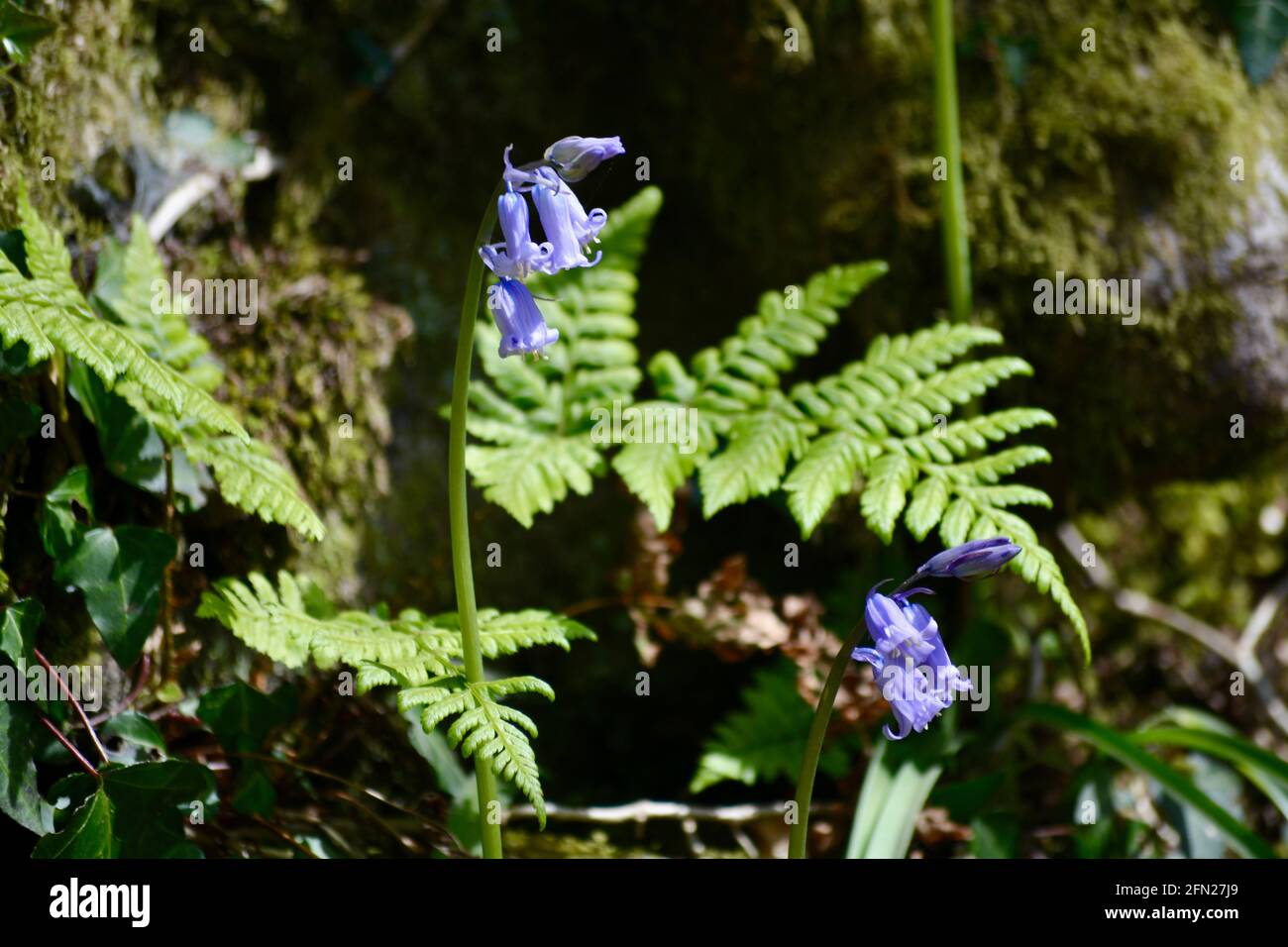 Bluebell Woods, il luogo perfetto per passeggiare in primavera con un tappeto di fiori blu ovunque si guardi. Foto Stock