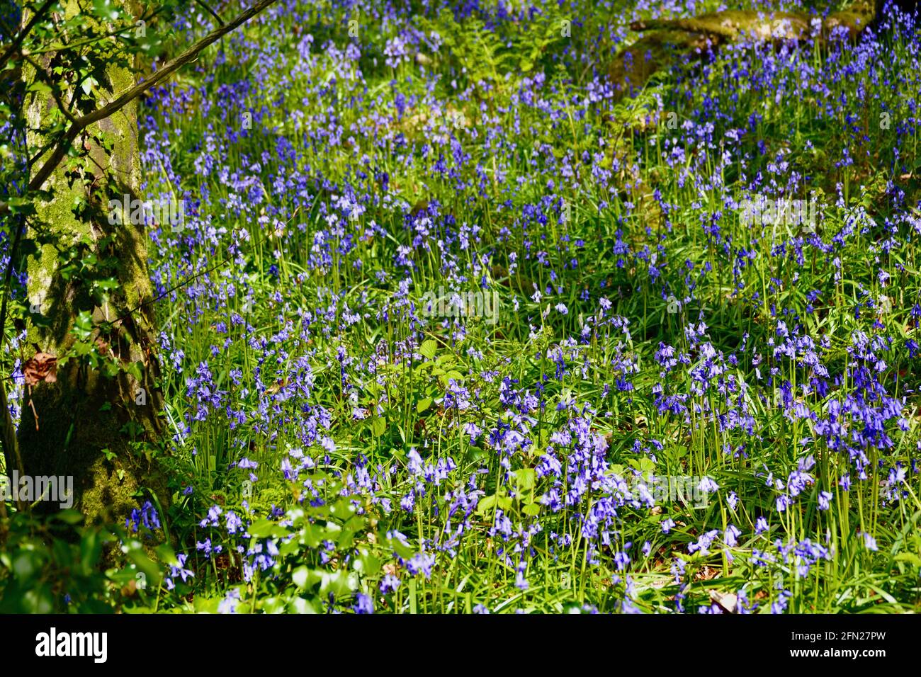 Bluebell Woods, il luogo perfetto per passeggiare in primavera con un tappeto di fiori blu ovunque si guardi. Foto Stock