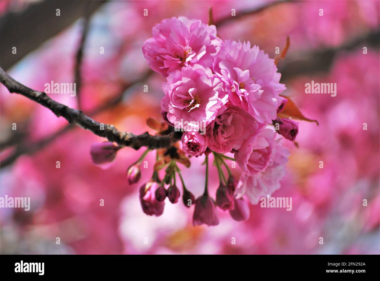 Primo piano di fioritura di ciliegi giapponesi rosa con fondo morbido e rosa - Setagayapark, Vienna, Austria Foto Stock