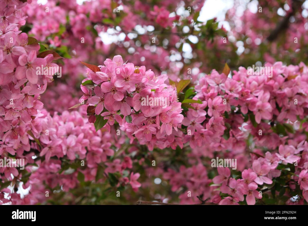 Primo piano del ramo rosa dei fiori di ciliegio giapponesi - Setagayapark, Vienna, Austria Foto Stock