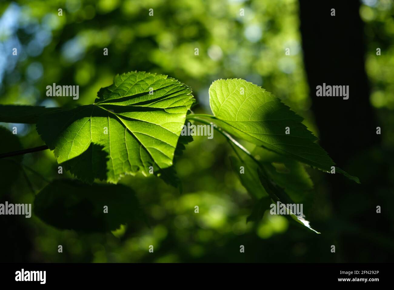 Primo piano di una foglia retroilluminata dalla luce della primavera del mattino con uno sfondo verde morbido. Foto Stock
