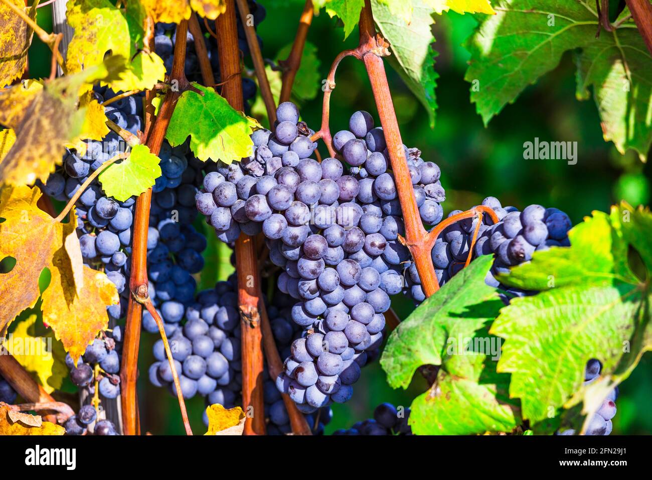 Uva matura. Vendemmia autunnale. Piantagione di vino del Piemonte, famosa regione viticola del nord Italia Foto Stock