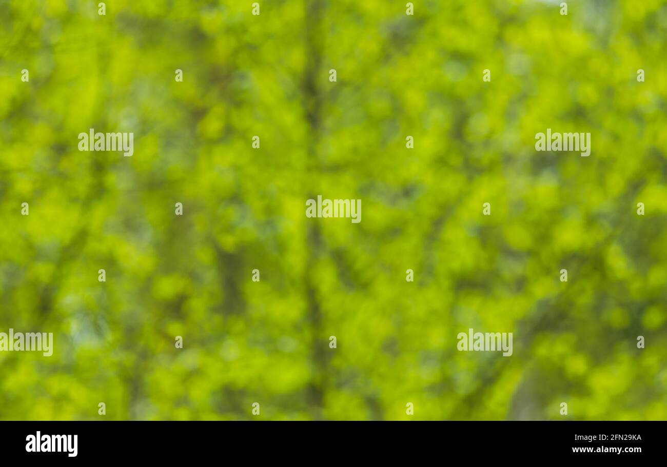 Sfondo verde naturale con foglie fresche in primavera Foto Stock