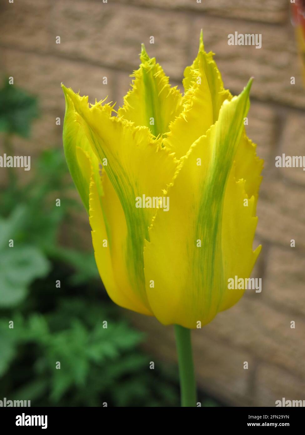 Primo piano di un singolo tulipano "Green Mile" contro un muro di mattoni; uno dei tulipani viridiflora con un lampo verde impressionante sui petali gialli frangiati. Foto Stock