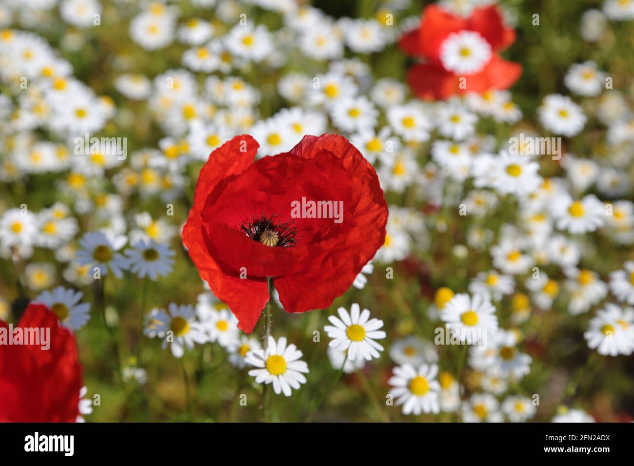 Papaveri rossi su un prato in primavera Foto Stock