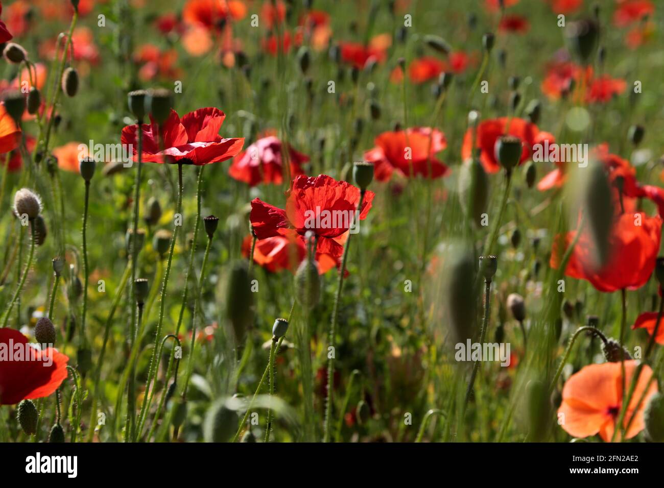 Papaveri rossi su un prato in primavera Foto Stock