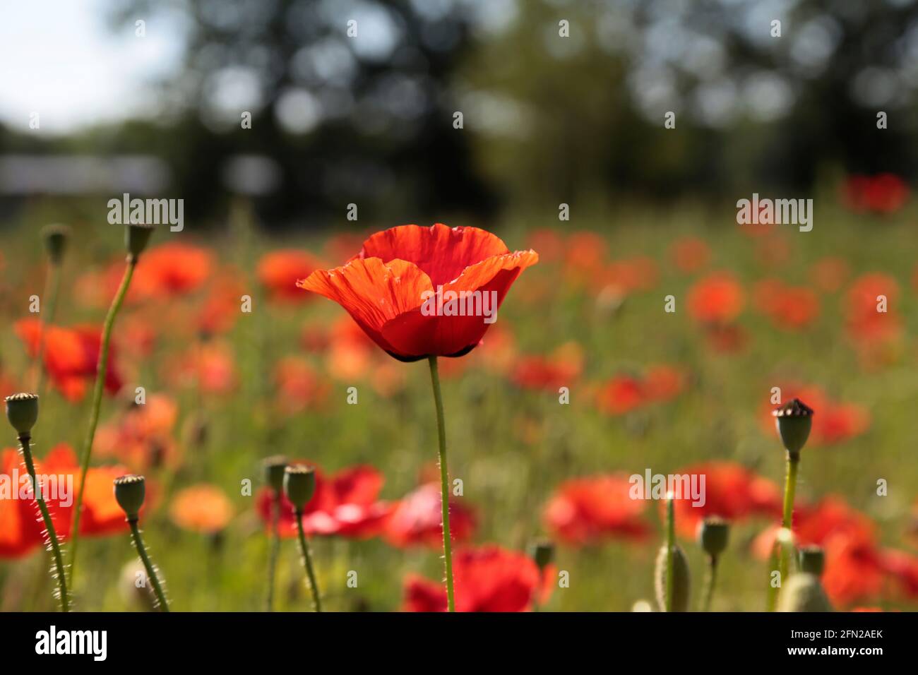 Papaveri rossi su un prato in primavera Foto Stock